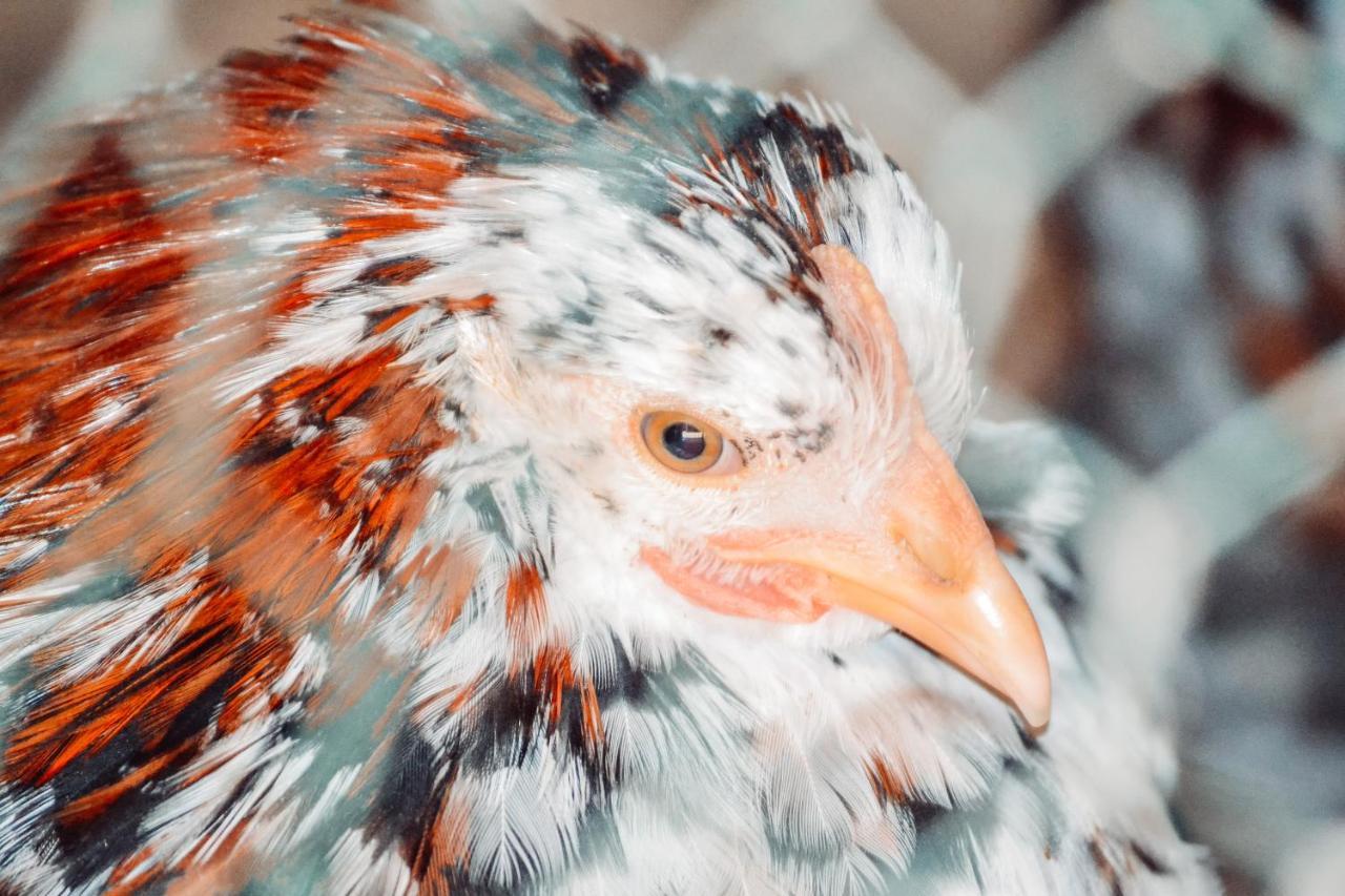 فيلا Damwildfarm In Rollerbue Suedschweden Tyringe المظهر الخارجي الصورة