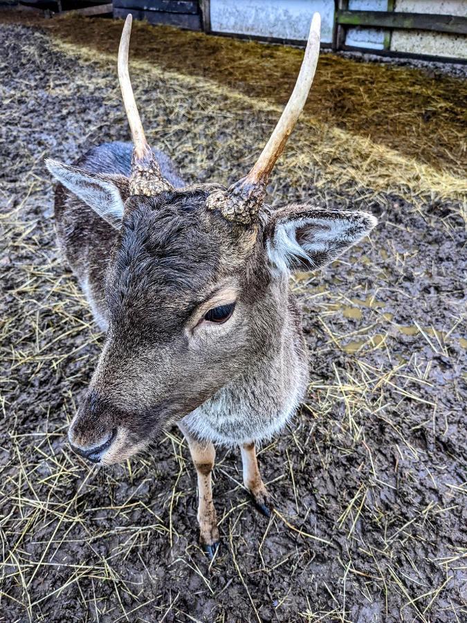 فيلا Damwildfarm In Rollerbue Suedschweden Tyringe المظهر الخارجي الصورة