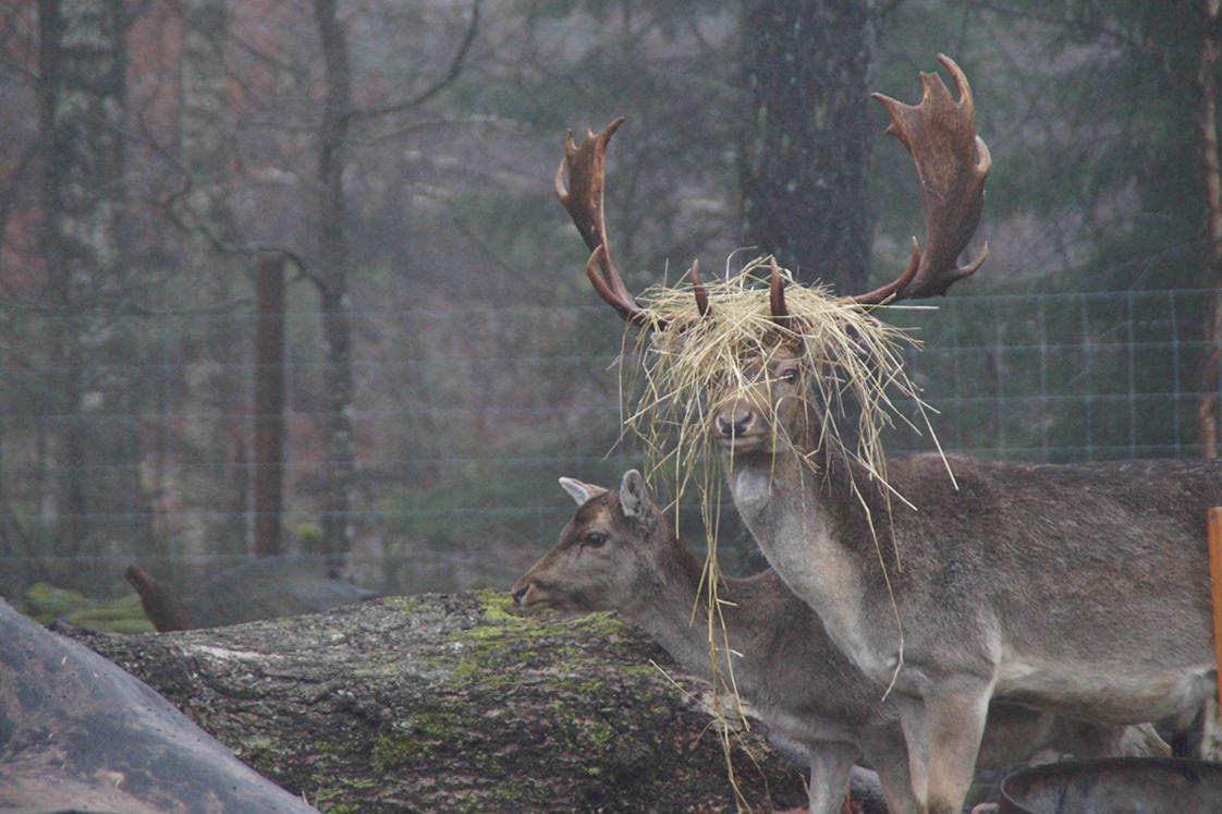 فيلا Damwildfarm In Rollerbue Suedschweden Tyringe المظهر الخارجي الصورة