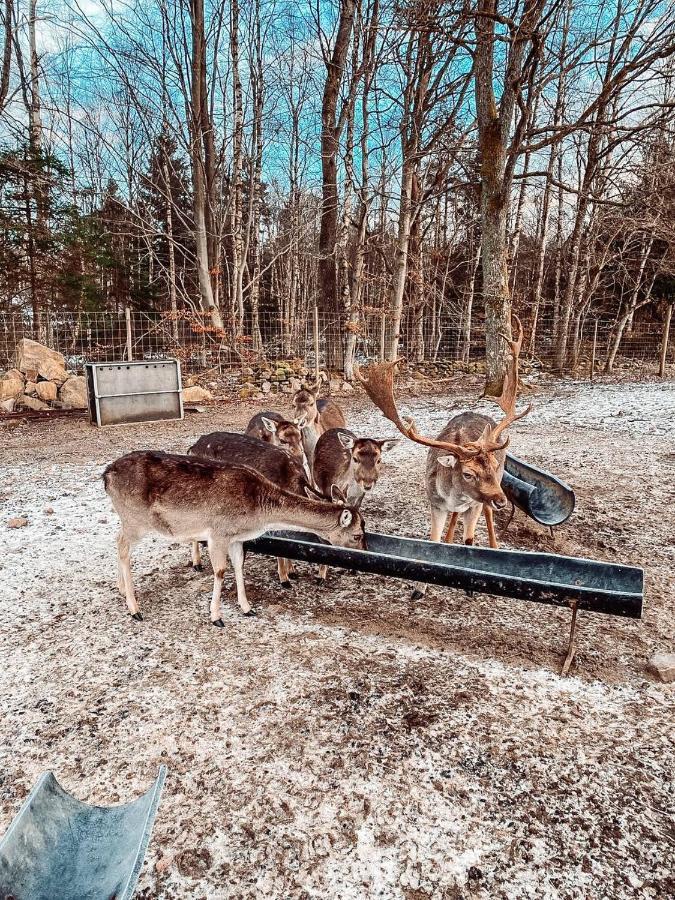 فيلا Damwildfarm In Rollerbue Suedschweden Tyringe المظهر الخارجي الصورة