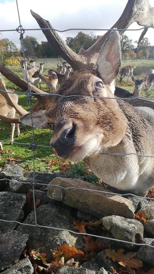فيلا Damwildfarm In Rollerbue Suedschweden Tyringe المظهر الخارجي الصورة